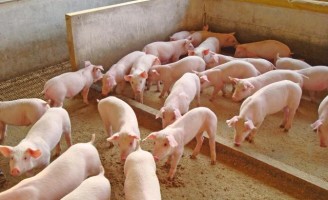 Um manejo simples para melhorar a produção de suínos