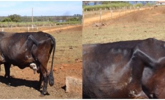 O que o produtor pode fazer para controlar a tuberculose em rebanhos bovinos