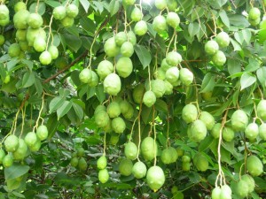 umbu