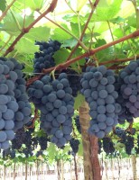 VINHOS E CACHAÇAS – Para tomar vinho de um modo fácil <br><br> Por Fernando Tony