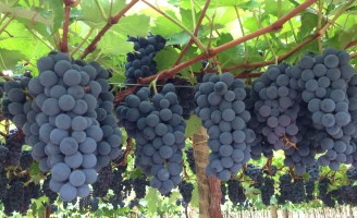 VINHOS E CACHAÇAS – Para tomar vinho de um modo fácil <br><br> Por Fernando Tony