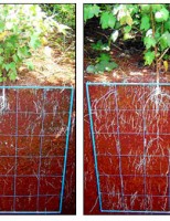 O gesso pode corrigir a falta de cálcio no solo