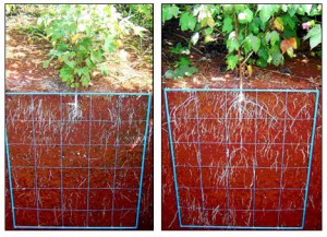 Gesso_agricola_