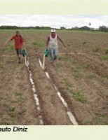 A horticultura orgânica já pode usar a manipueira como adubo ou para combater pragas