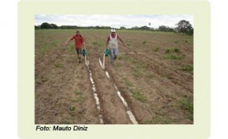 A horticultura orgânica já pode usar a manipueira como adubo ou para combater pragas