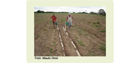 A horticultura orgânica já pode usar a manipueira como adubo ou para combater pragas