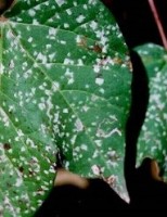 Uma fórmula simples para combater aquele pó branco que ataca as plantas