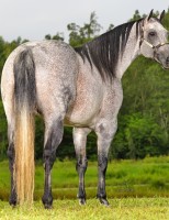 Animais selecionados para comemorar os 10 anos  de leilões do Haras Casa Branca