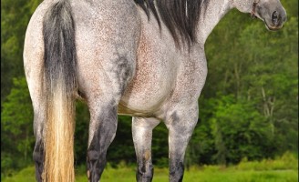 Animais selecionados para comemorar os 10 anos  de leilões do Haras Casa Branca