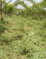 Aumento da produtividade e proteção ambiental com o uso da adubação verde