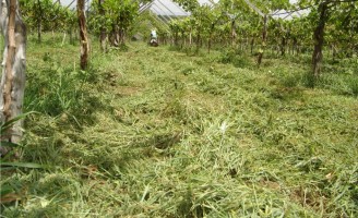 Aumento da produtividade e proteção ambiental com o uso da adubação verde