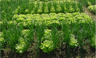 Nordeste é a região com maior número de produtores orgânicos do país
