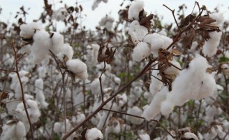 Solo duro e resistente provoca redução na produção de algodão