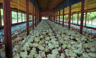 Pequena propriedade rural pode melhorar a renda com a avicultura
