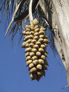 babaçu