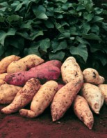 Um exemplo para produtores de batata-doce de todo o Brasil
