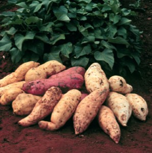 _batata_doce_int