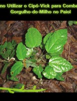 Planta nativa controla o ataque do gorgulho-do-milho