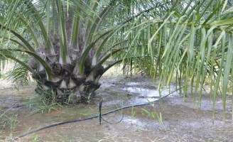 Uma cultura em expansão em várias regiões brasileiras