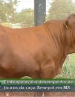 Uma raça que valoriza a qualidade da carne