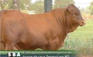 Uma raça que valoriza a qualidade da carne
