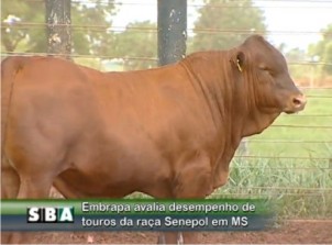 Uma raça que valoriza a qualidade da carne