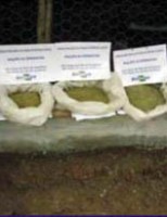 Galinha caipira pode se alimentar com farinha de batata-doce