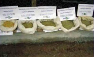 Galinha caipira pode se alimentar com farinha de batata-doce