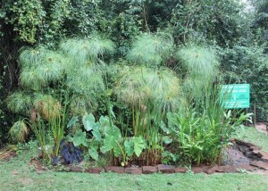 jardim do esgoto