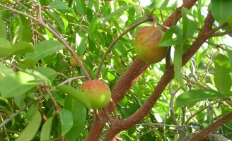 Uma fruta nordestina sob ameaça de extinção