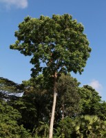 Para aprender a cultivar o mogno africano no Brasil