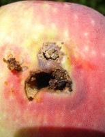 Ministério descobre praga em frutas importadas da Argentina