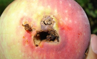 Ministério descobre praga em frutas importadas da Argentina