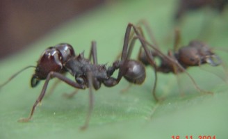 O ataque de saúvas pode destruir as plantações de eucalipto