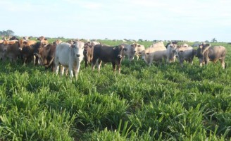 O sorgo já pode ser de pastejo além de ser uma ração com mais proteína e resistente à seca