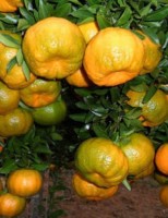 Tangirina ponkan pode ser cultivada em áreas do semiárido