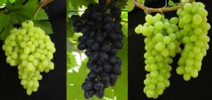 uvas domésticas
