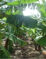 Bananicultores se preparam para congresso internacional no Brasil