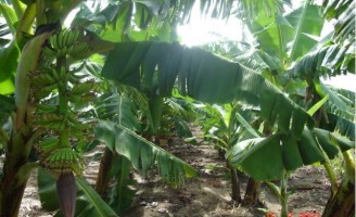 Bananicultores se preparam para congresso internacional no Brasil
