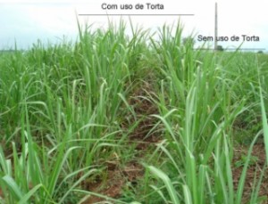 Canavial