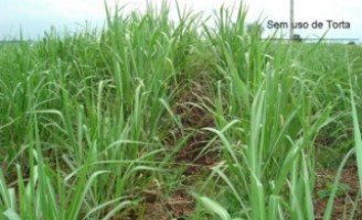 Cooperativa distribui lucros entre canavieiros de Pernambuco