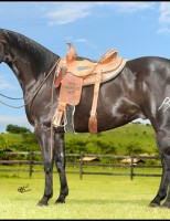 Animais prontos para competir serão leiloados hoje