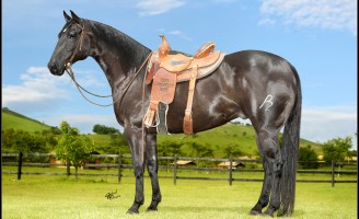 Animais prontos para competir serão leiloados hoje