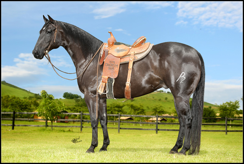 Animais prontos para competir serão leiloados hoje
