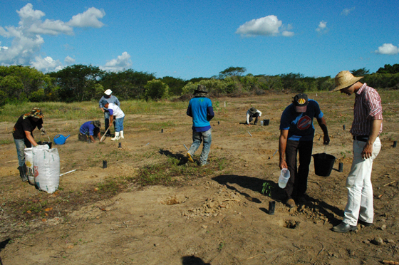 Projeto de recuperação da caatinga nordestina já plantou mais de 5 mil árvores