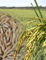 Molécula de arroz transgênico reproduz molécula anti-Aids