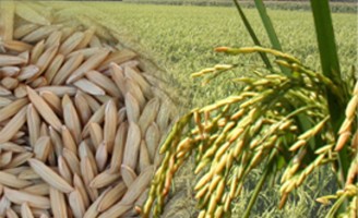 Molécula de arroz transgênico reproduz molécula anti-Aids