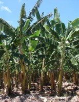 Como ganhar mais dinheiro com o bom uso do bananal