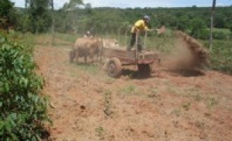 Cama-de-galinha vira hospedeiro para a mosca do estábulo