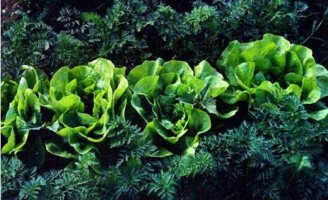 Uma nova indicação de consórcio de hortaliças para o manejo orgânico